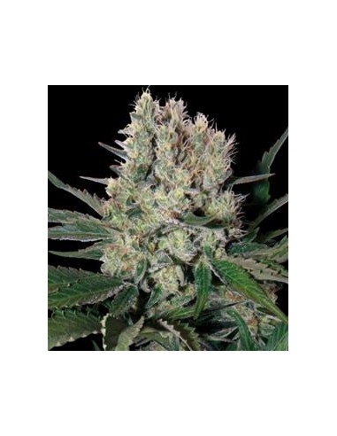 Buddha Seeds - Syrup Auto