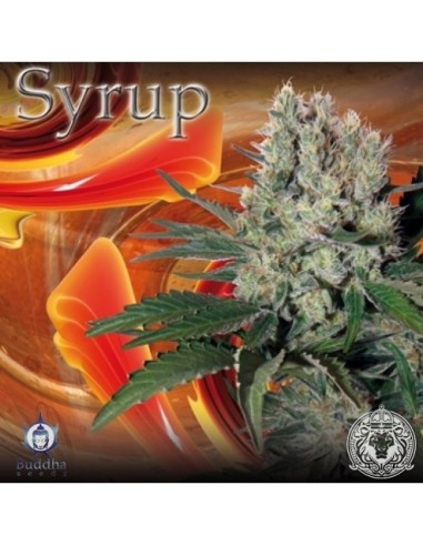 Buddha Seeds - Syrup Auto