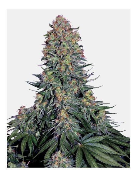 Semi di Blue Skunk Femminizzati di Sensi Seeds: una varietà indica con un aroma unico