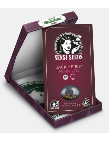 Sensi Jack Herer Fem: alta resa e qualità superiore premiata da Cannabis Cup