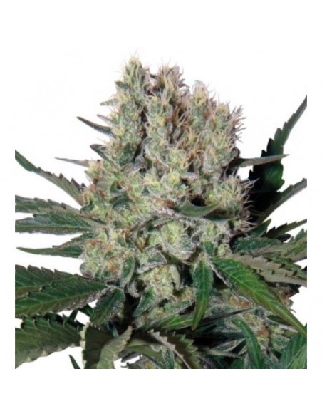 Buddha Seeds - Syrup Auto