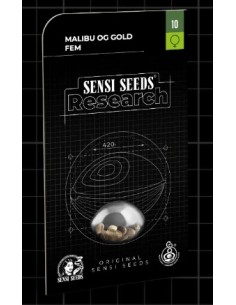 Malibu OG Gold Fem, Sensi Seeds: ibrido Sativa/Indica, grandi raccolti e fiori viola 2