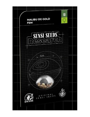 Malibu OG Gold Fem, Sensi Seeds: ibrido Sativa/Indica, grandi raccolti e fiori viola