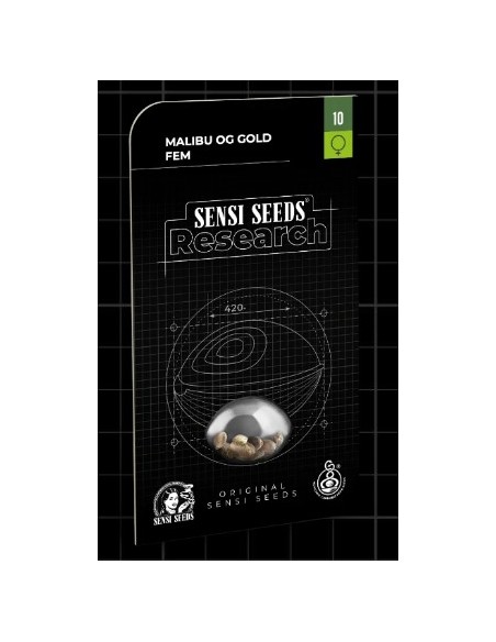 Malibu OG Gold Fem, Sensi Seeds: ibrido Sativa/Indica, grandi raccolti e fiori viola