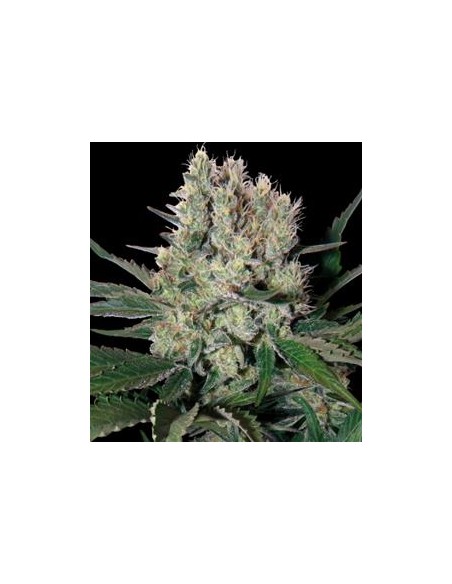 Buddha Seeds - Syrup Auto