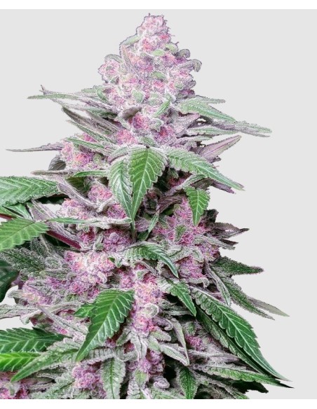 Semi di Purple Cookie Kush Fem di Sensi Seeds: Girl Scout Cookies x Purple Kush