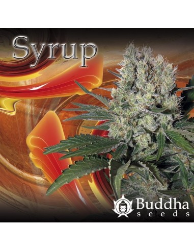 Buddha Seeds - Syrup Auto