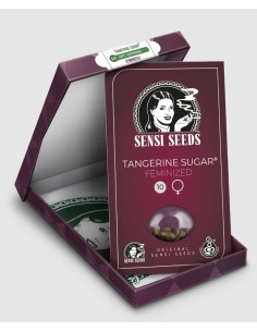 Tangerine Sugar Fem di Sensi Seeds: semi femminizzati a predominanza sativ 2