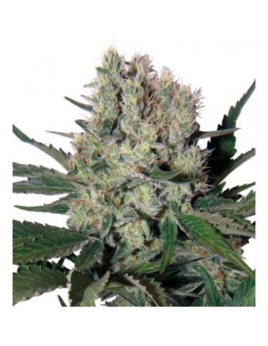 Buddha Seeds - Syrup Auto