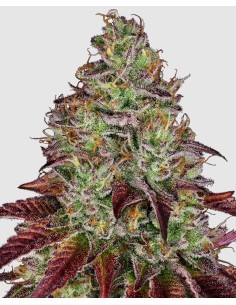 Tezla OG Fem, varietà di semi di cannabis femminizzati di Sensi Seeds.