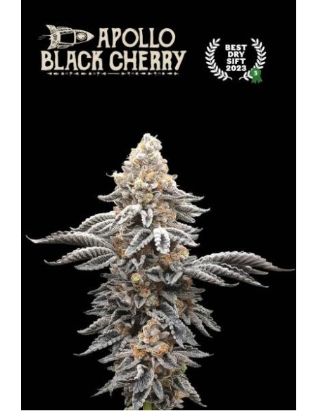 Apollo Black Cherry Fem: varietà di cannabis ibrida con sapore unico di ciliegie scure e alto contenuto di THC Apollo Black Cherry Fem: varietà di cannabis ibrida con sapore unico di ciliegie scure e alto contenuto di THC