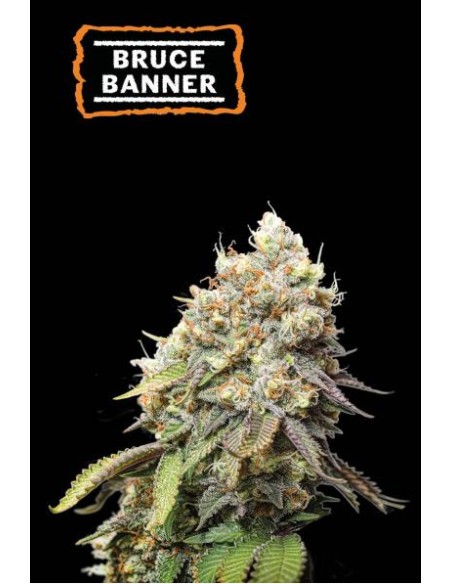 Seed Stockers Bruce Banner Fem: una varietà di cannabis sativa con genetica OG Kush X Strawberry Diesel. Seed Stockers Bruce Banner Fem: una varietà di cannabis sativa con genetica OG Kush X Strawberry Diesel.