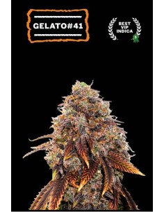 Semi femminizzati Gelato 41 Seed Stockers: qualità top, effetti potenti e sapore dolce