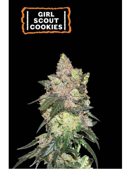 Seed Stockers Girl Scout Cookies Fem, varietà OG Kush x Durban Poison, dominanza Indica.