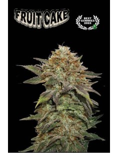 Fruit Cake Fem 3 Semi: Indica fruttata e potente