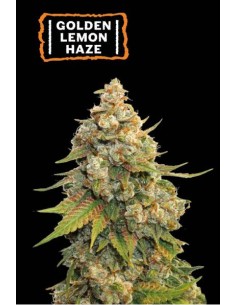 Seed Stockers Golden Lemon Haze Fem: alta qualità, gusto citrico e effetto psichedelico duraturo
