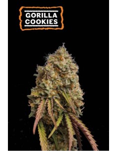 Seed Stockers Gorilla Cookies Fem, strain con alte percentuali di THC e gusto citrico.