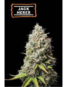 Seed Stockers Jack Herer Fem: Haze X NL#5 X Shiva Skunk, THC 23-26%