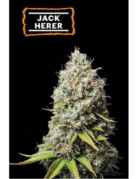 Seed Stockers Jack Herer Fem: Haze X NL#5 X Shiva Skunk, THC 23-26%
