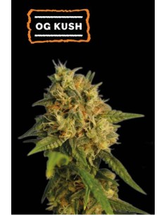 Seed Stockers O.G. Kush Fem: semi di cannabis ad alta resa con genetica premium