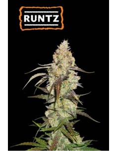 Seed Stockers Runtz Fem: semi femminizzati di alta qualità, ideali per coltivatori esperti.