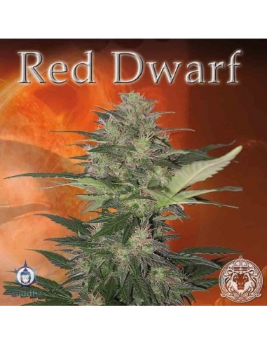 BUDDHA SEEDS - RED DWARF AUTO - BLISTER 50 SEMI SEPARABILI femminizzati da collezione grow shop