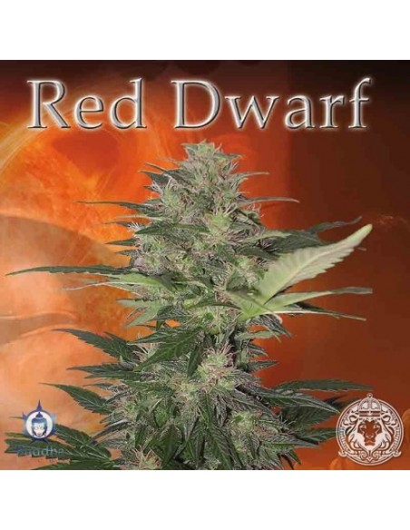 BUDDHA SEEDS - RED DWARF AUTO - BLISTER 50 SEMI SEPARABILI femminizzati da collezione grow shop