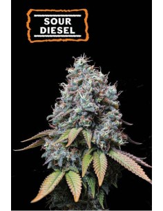 Seed Stockers Sour Diesel...