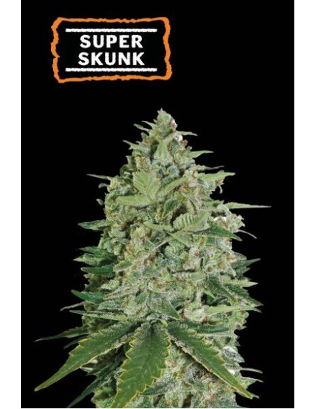 Seed Stockers Super Skunk Fem: varietà ibrida, facile da coltivare, alta resa e potente