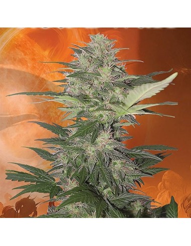 BUDDHA SEEDS - RED DWARF AUTO - BLISTER 50 SEMI SEPARABILI femminizzati da collezione grow shop