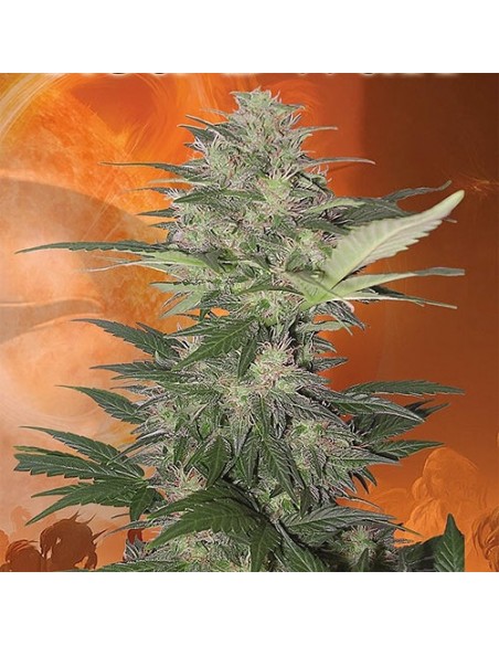 BUDDHA SEEDS - RED DWARF AUTO - BLISTER 50 SEMI SEPARABILI femminizzati da collezione grow shop