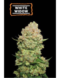Seed Stockers White Widow Fem: semi di cannabis femminizzati con genetica premiata e alto contenuto di THC.
