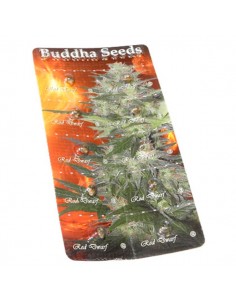 Buddha Seeds - Red Dwarf Auto 2