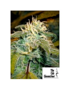 The Cali Connection Jamaican OG Fem - Semi femminizzati per una fioritura euforica e agrumata.