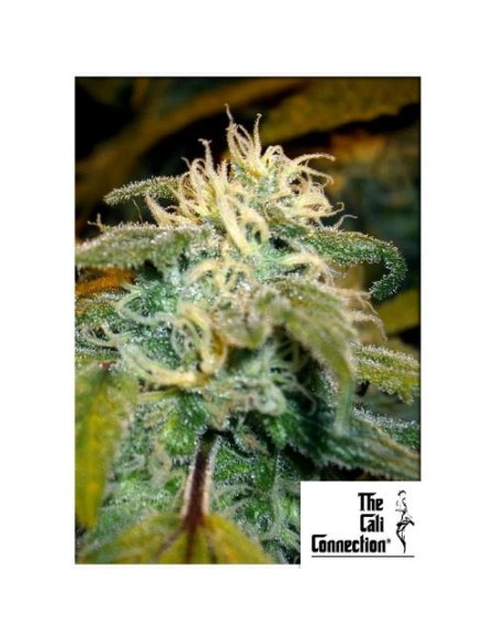 The Cali Connection Jamaican OG Fem - Semi femminizzati per una fioritura euforica e agrumata.