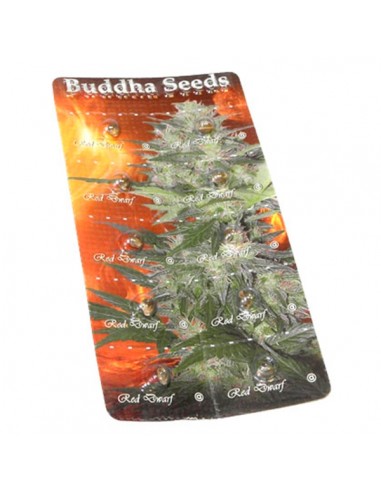 Buddha Seeds - Red Dwarf Auto