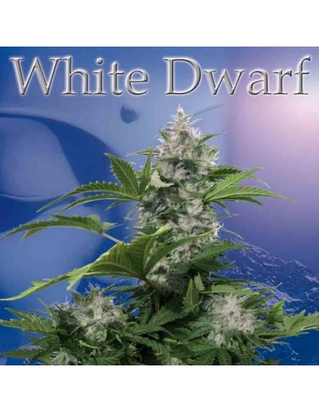 Buddha Seeds - White Dwarf Auto 