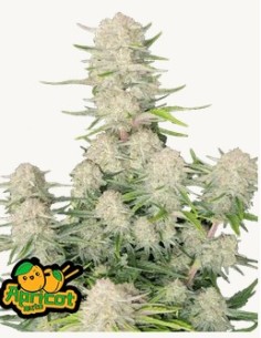 Fast Buds - Apricot Auto...