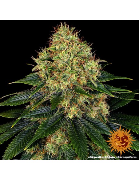 Skywalker OG Auto 5 Semi - Barney's Farm: Cannabis potente e facile da coltivare, raccolto rapido.