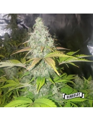 Humboldt Seed Company - Chunkadelic Auto 3 Semi
