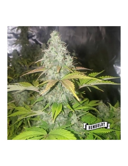 Humboldt Seed Company - Chunkadelic Auto 10 Semi