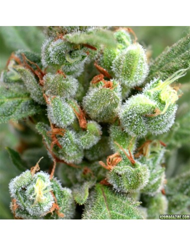 Buddha Seeds - White Dwarf Auto