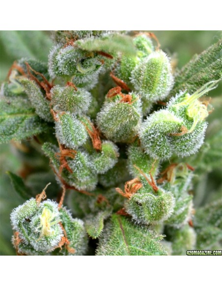 Buddha Seeds - White Dwarf Auto