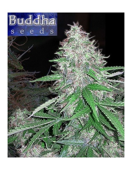 Buddha Seeds - White Dwarf Auto