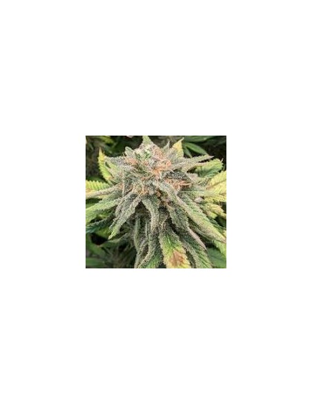 Humboldt Dream Auto 3 Semi: cannabis autofiorente di qualità superiore, potente e facile da coltivare. Acquista ora!