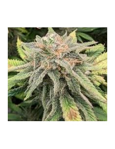 Humboldt Dream Auto 3 Semi: cannabis autofiorente di qualità superiore, potente e facile da coltivare. Acquista ora!