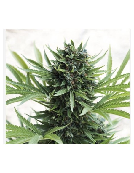Humboldt Seed Company - Sour Diesel: varietà Sativa potente e resinosa, dal gusto pungente e effetti energizzanti.