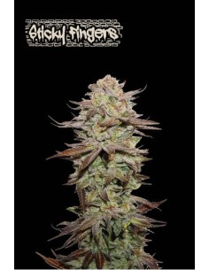 Sticky Fingers Auto: Varietà autofiorente ad alta resa, aroma dolce e terroso, effetti rilassanti e stimolanti.