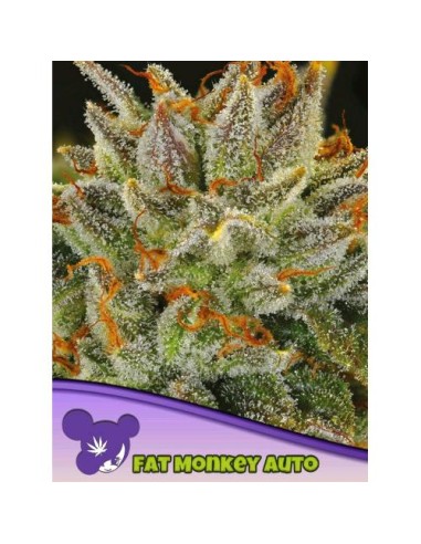 Anesia Seeds - Fat Monkey Auto - 10 semi auto Thc