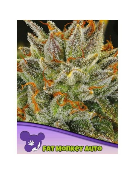 Anesia Seeds - Fat Monkey Auto - 10 semi auto Thc